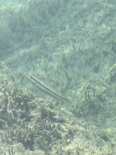 Halichoeres bivittatus