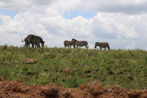 Crawshay's Zebra