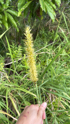 Cenchrus purpureus observed 2026-01-02