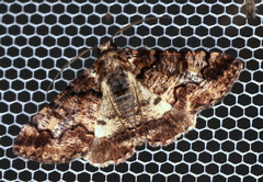 Cryphaea xylina