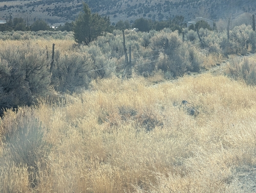 Black-billed Magpie (Pica hudsonia), photo 8