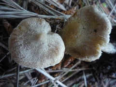 Inocybe sindonia