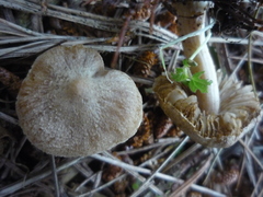 Inocybe sindonia