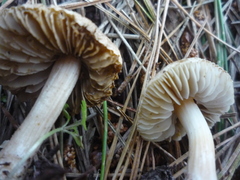 Inocybe sindonia
