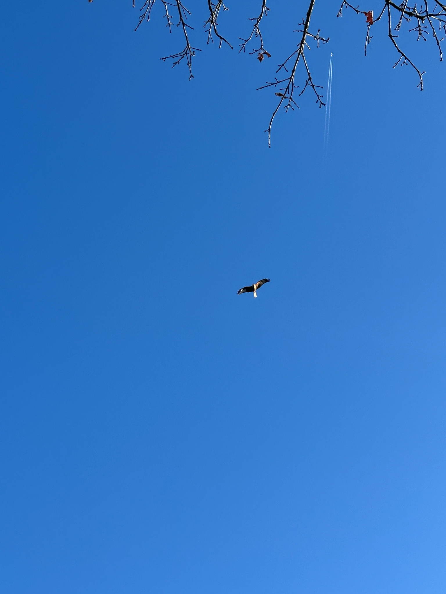 Milvus milvus (Linnaeus, 1758)