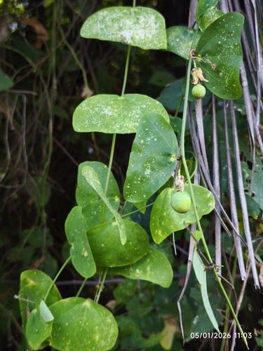 Passiflora transversa (Passiflora transversa)