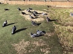 Columba livia domestica