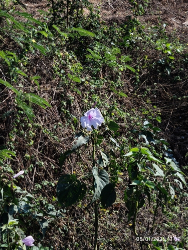 Bush Morning Glory (Ipomoea carnea)