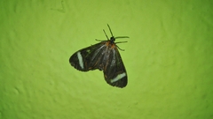 Hyalurga vinosa