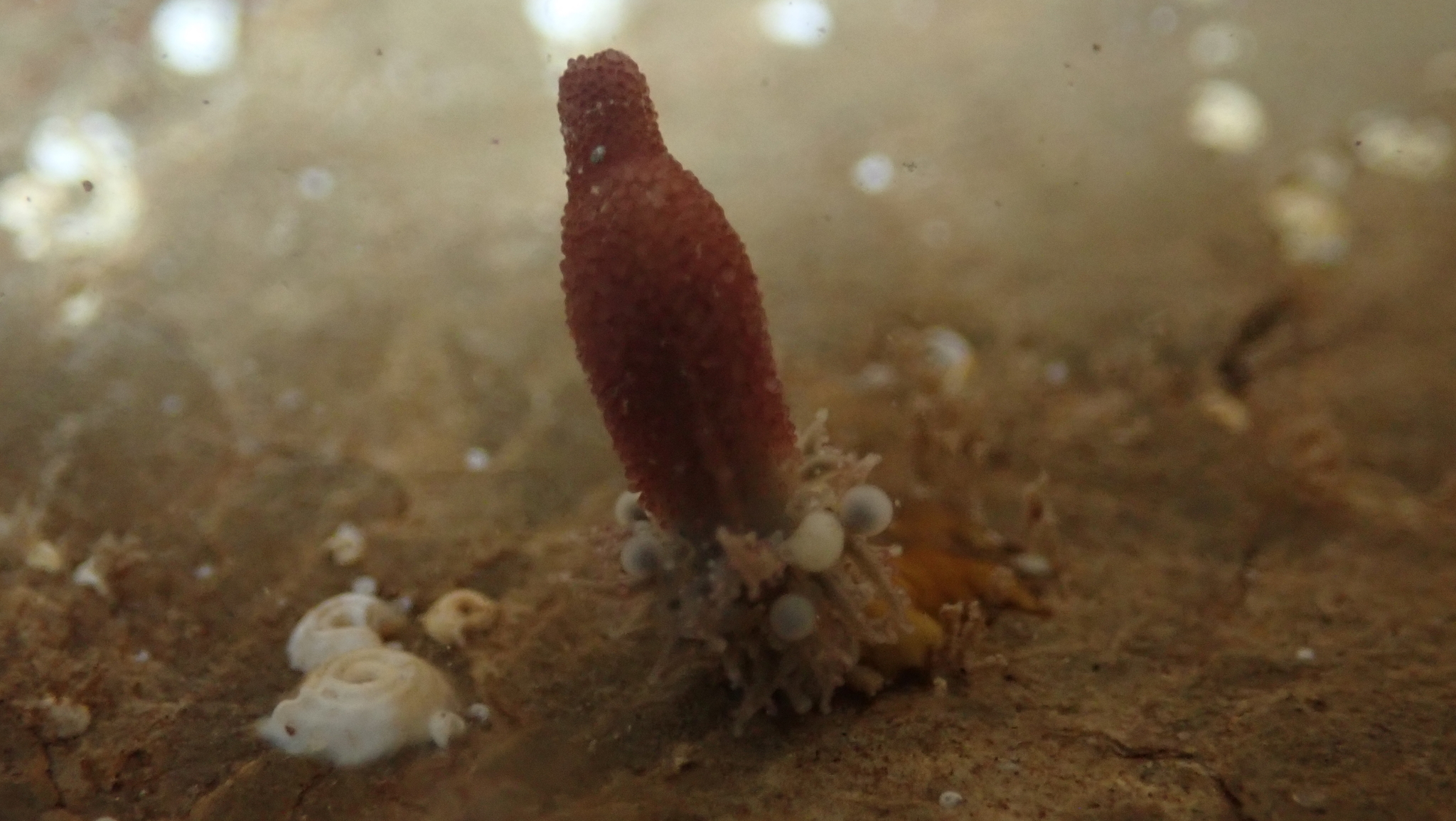 Candelabrum cocksii (Cocks, 1854)