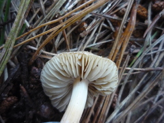 Inocybe sindonia