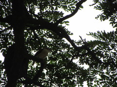 Furnarius leucopus cinnamomeus