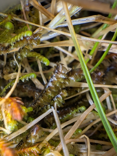 Scapania nimbosa