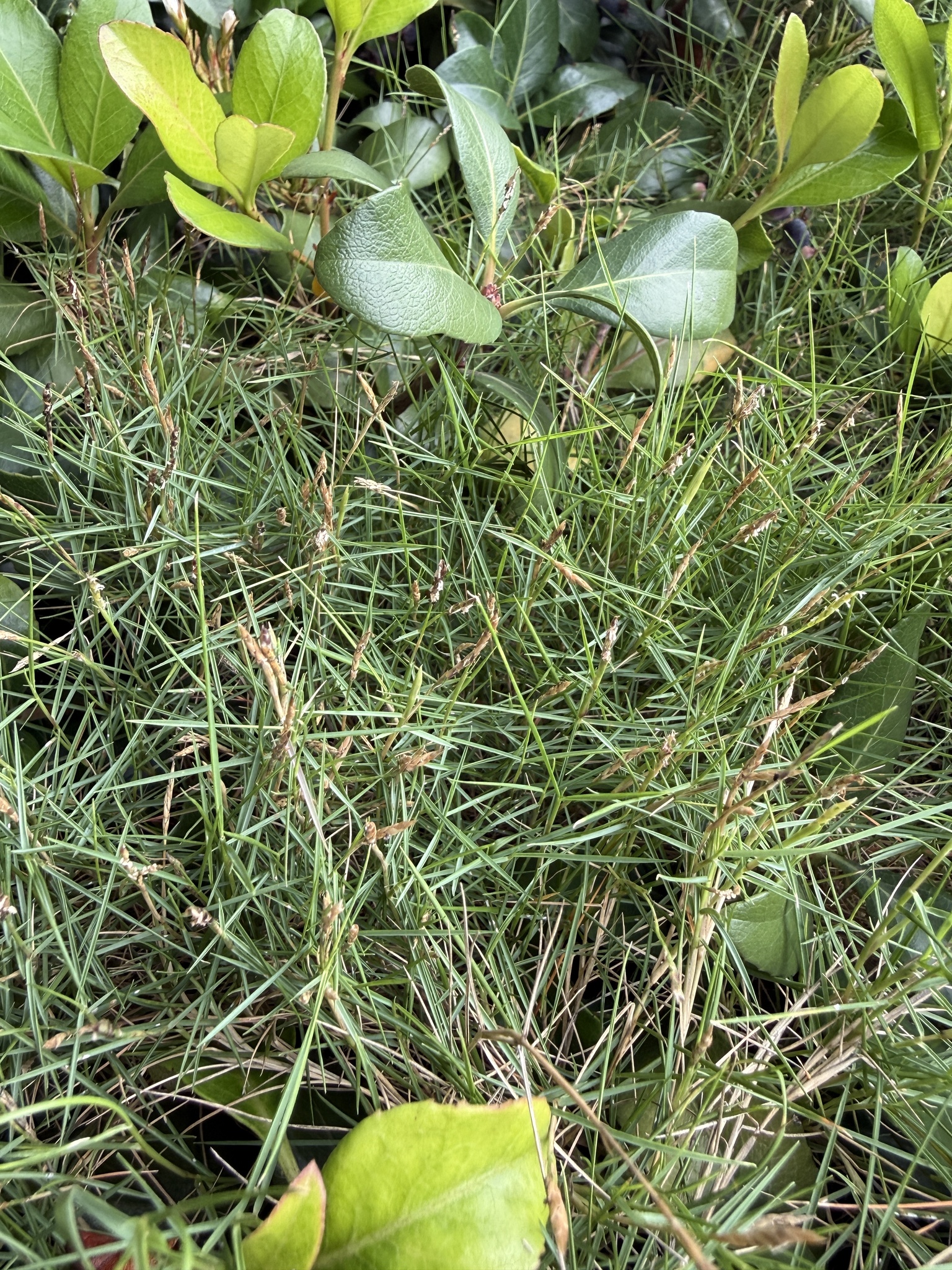 Zoysia grass