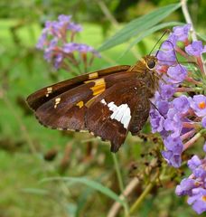 Silver-spotted Skipper