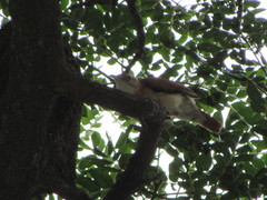Furnarius leucopus cinnamomeus
