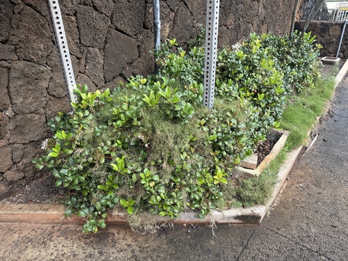 Foto de Grama buchinho