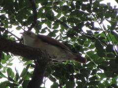 Furnarius leucopus cinnamomeus