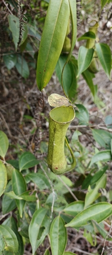 Nepenthes gracilis