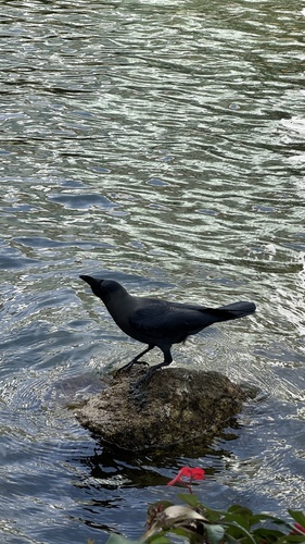 House Crow (Corvus splendens)