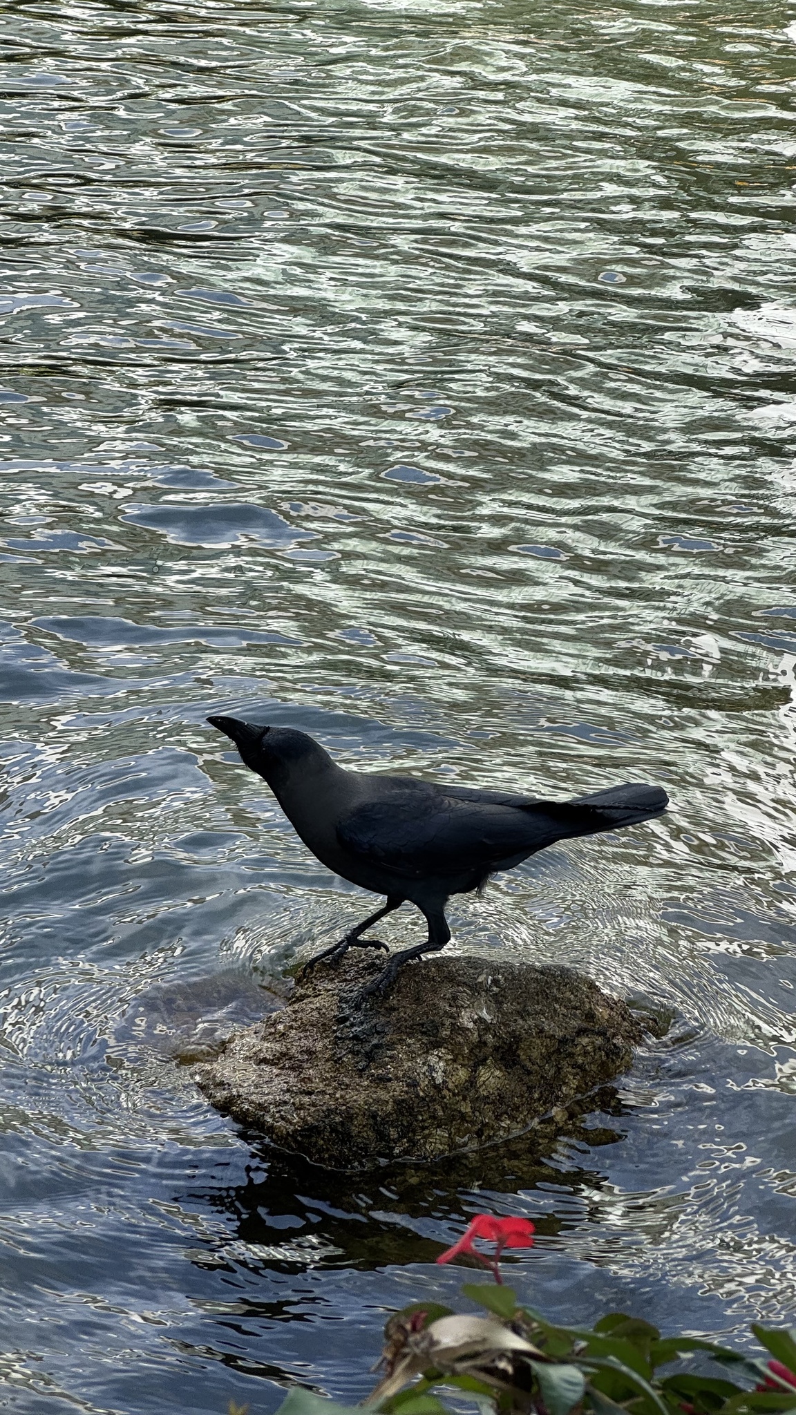 House Crow (Corvus splendens), photo 1
