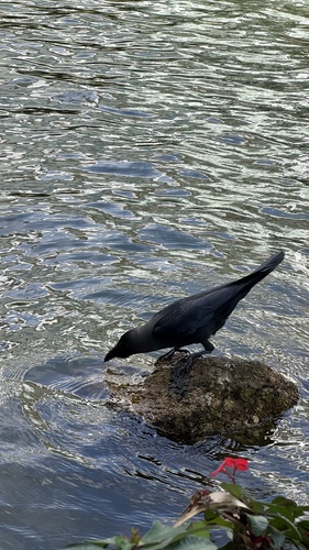 House Crow (Corvus splendens), photo 2
