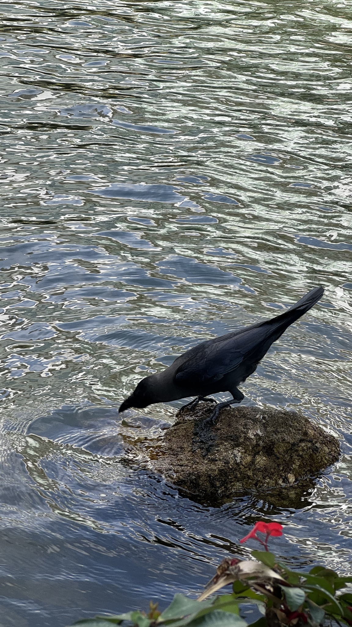 House Crow (Corvus splendens), photo 2