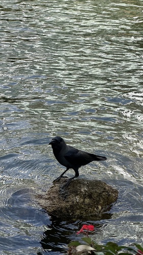 House Crow (Corvus splendens), photo 9