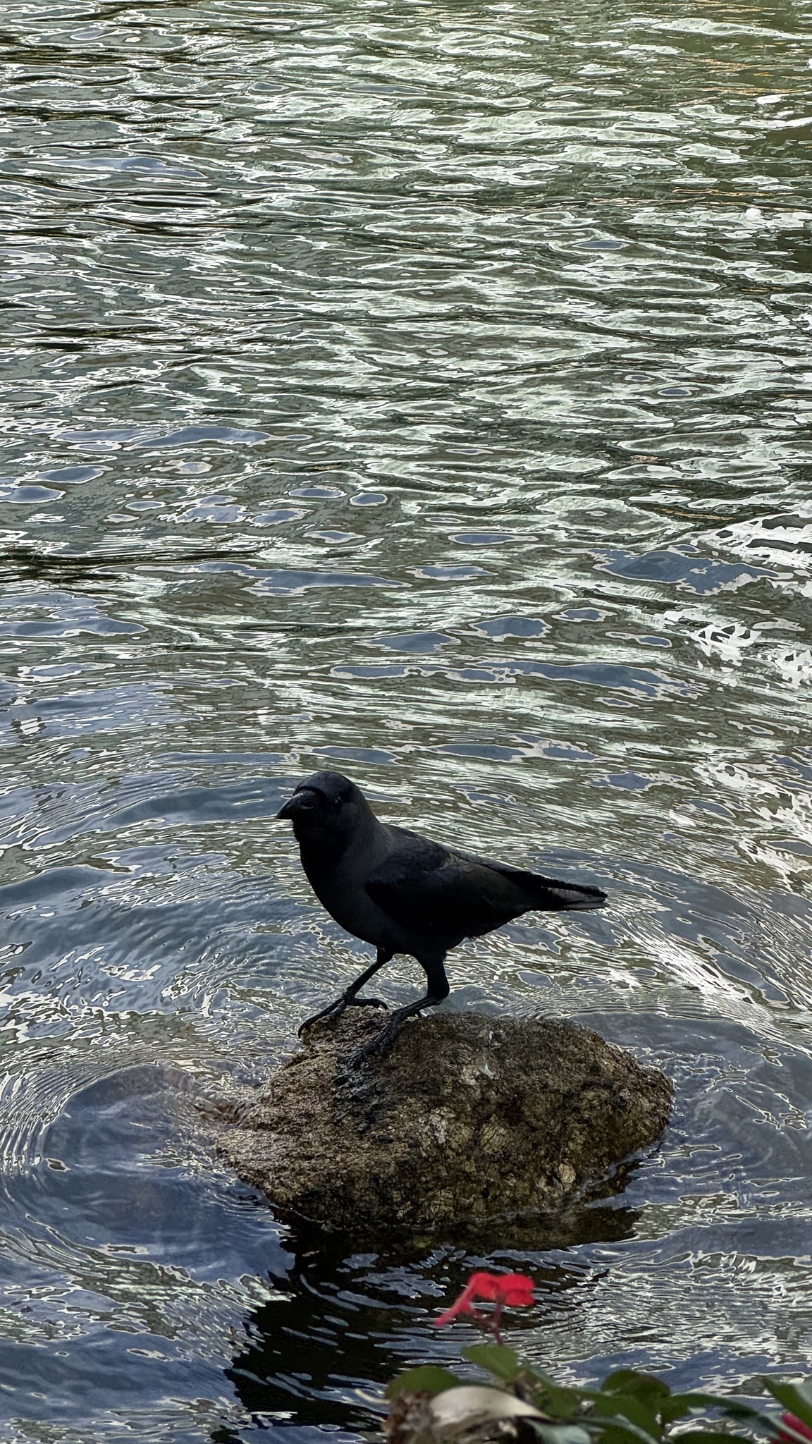 House Crow (Corvus splendens), photo 3