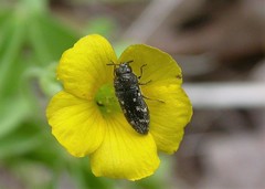 Acmaeodera tubulus