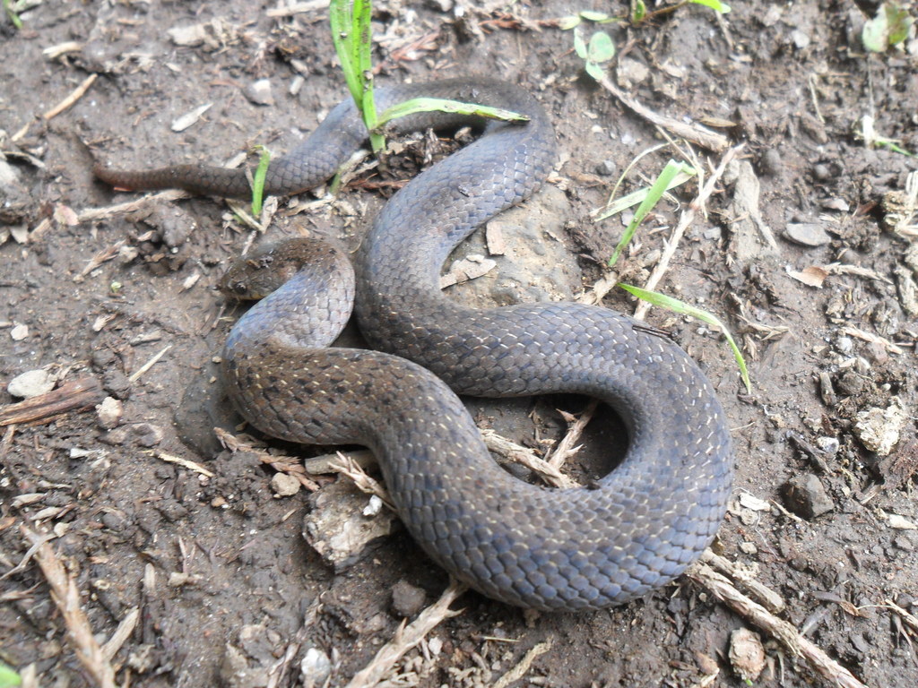 Twin-spotted Tolucan Ground Snake