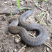 Twin-spotted Tolucan Ground Snake - Photo (c) Luis, some rights reserved (CC BY-NC), uploaded by Luis