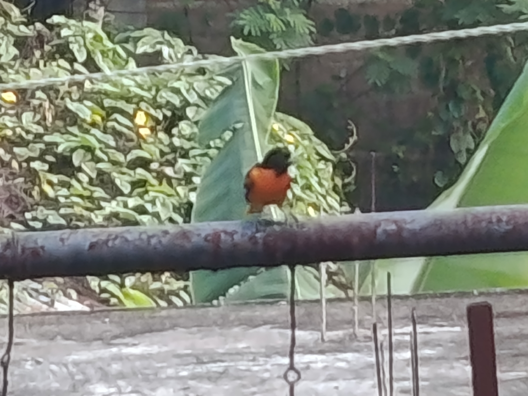 Baltimore Oriole (Icterus galbula), photo 2