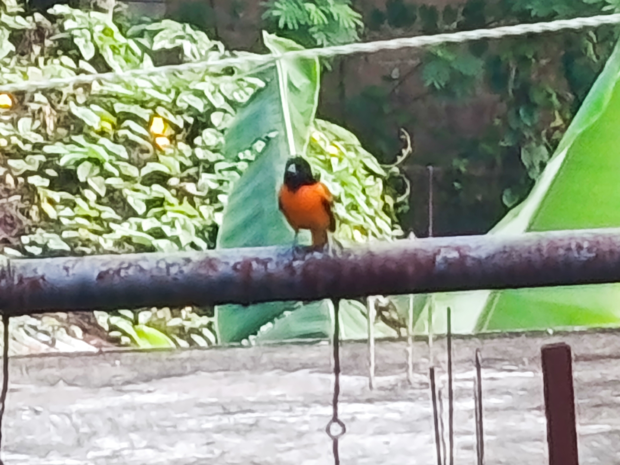 Baltimore Oriole (Icterus galbula), photo 3
