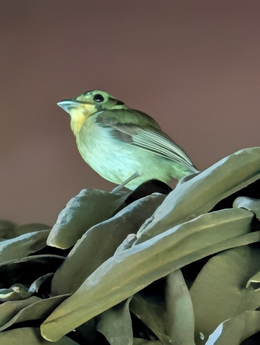 Golden-crowned Spadebill (Platyrinchus coronatus)