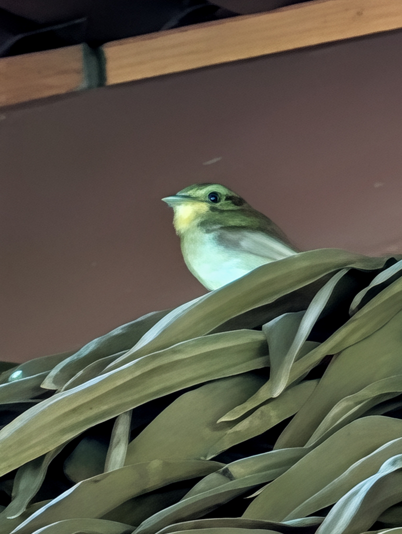 Golden-crowned Spadebill (Platyrinchus coronatus), photo 2