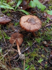 Inocybe pusio