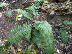 Dryopteris cycadina