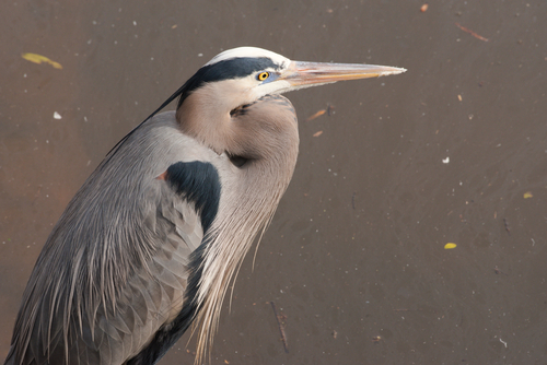 Great Blue Heron photographed in North Carolina