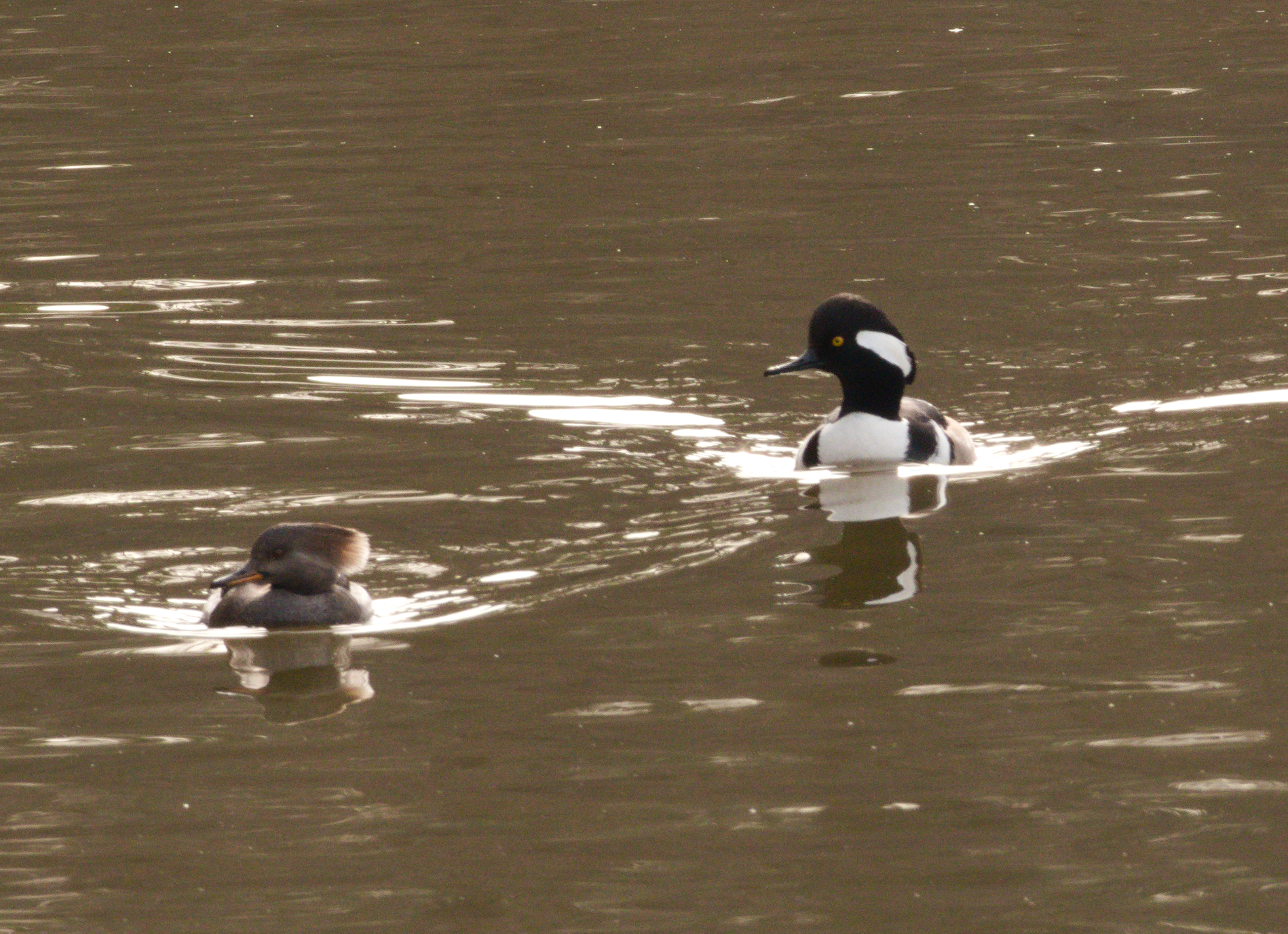 Hooded Merganser (Lophodytes cucullatus), photo 4