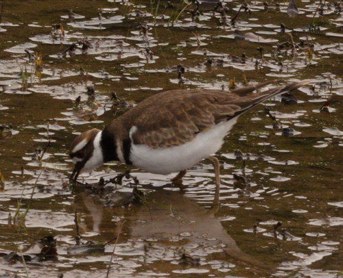 Killdeer (Charadrius vociferus), photo 3