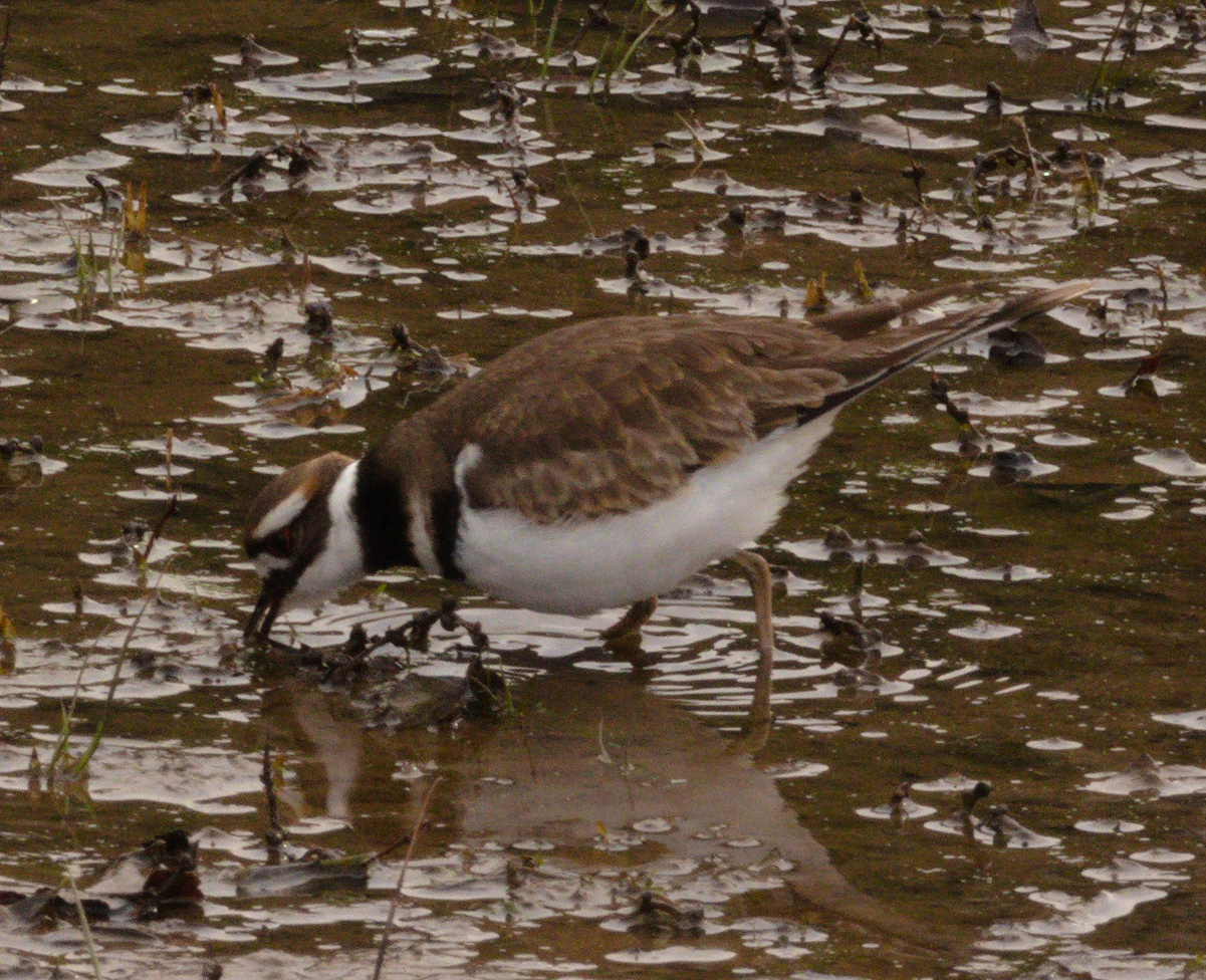 Killdeer (Charadrius vociferus), photo 6