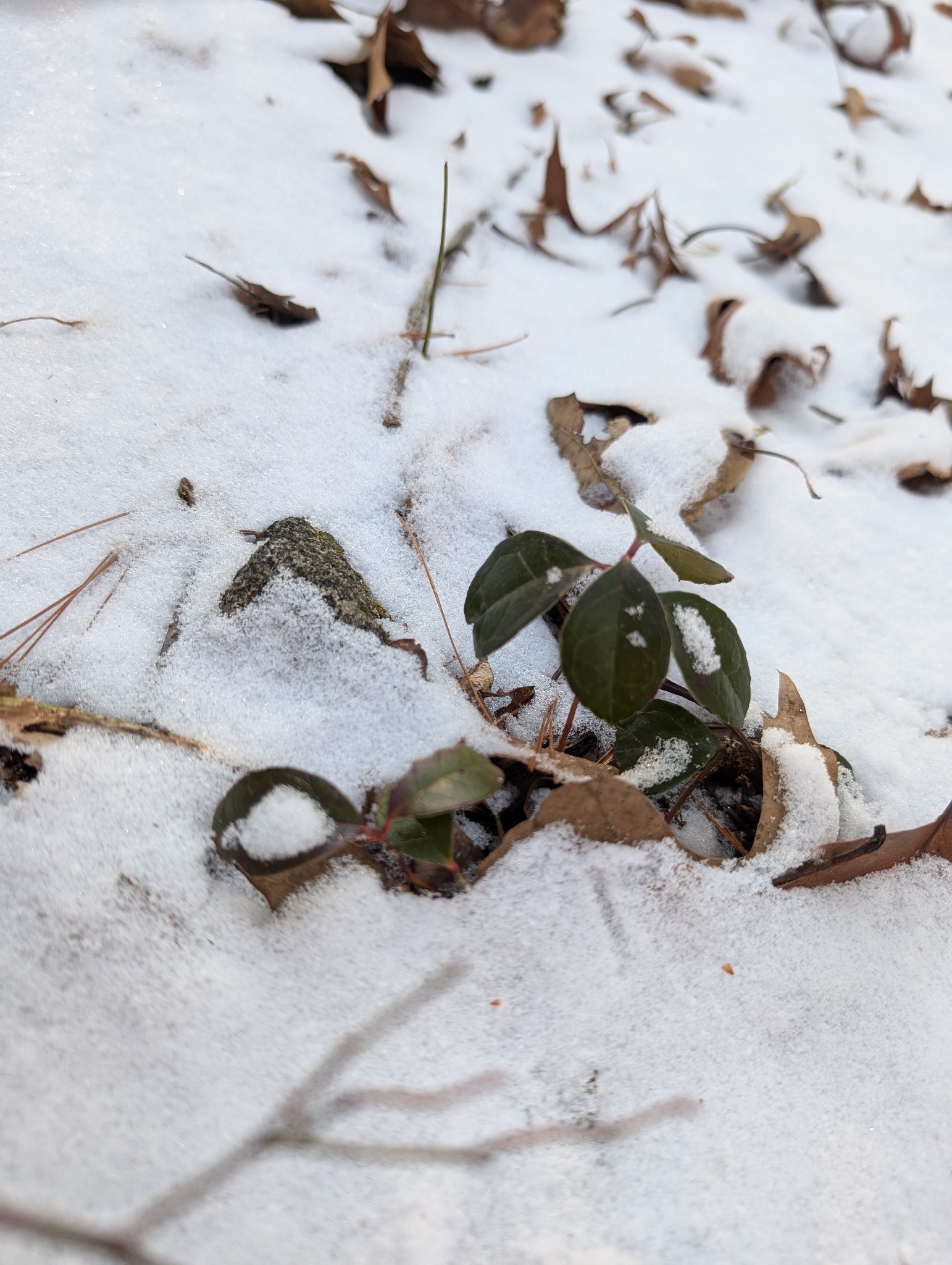 Wintergreen