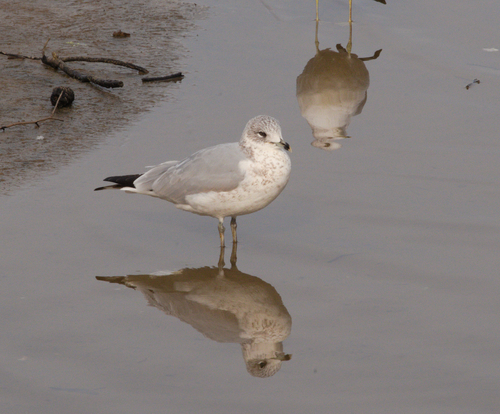 Ring-billed Gull photographed in North Carolina