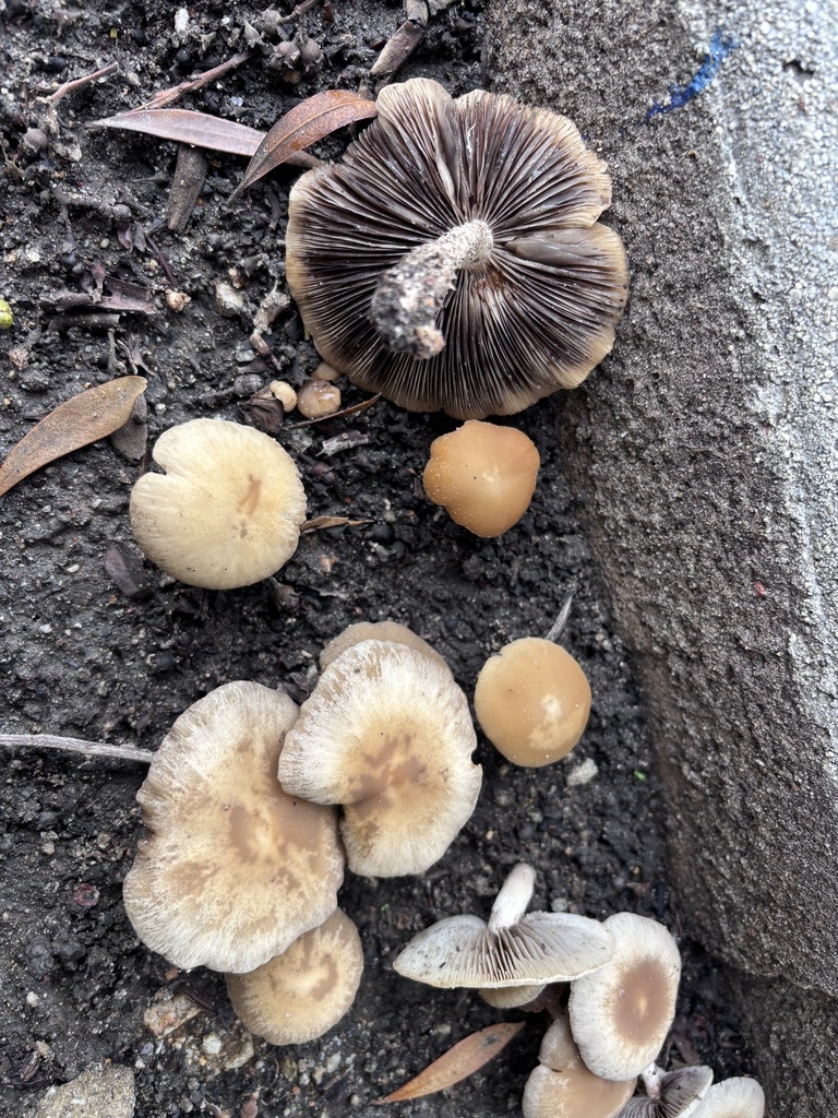 Candolleomyces candolleanus · January 2026 · photo: © reago (iNaturalist, cc-by)