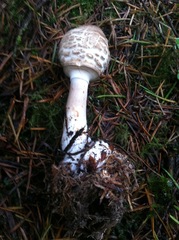 Rhacodium