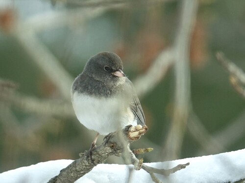 Dark-eyed Junco (Junco hyemalis), photo 7