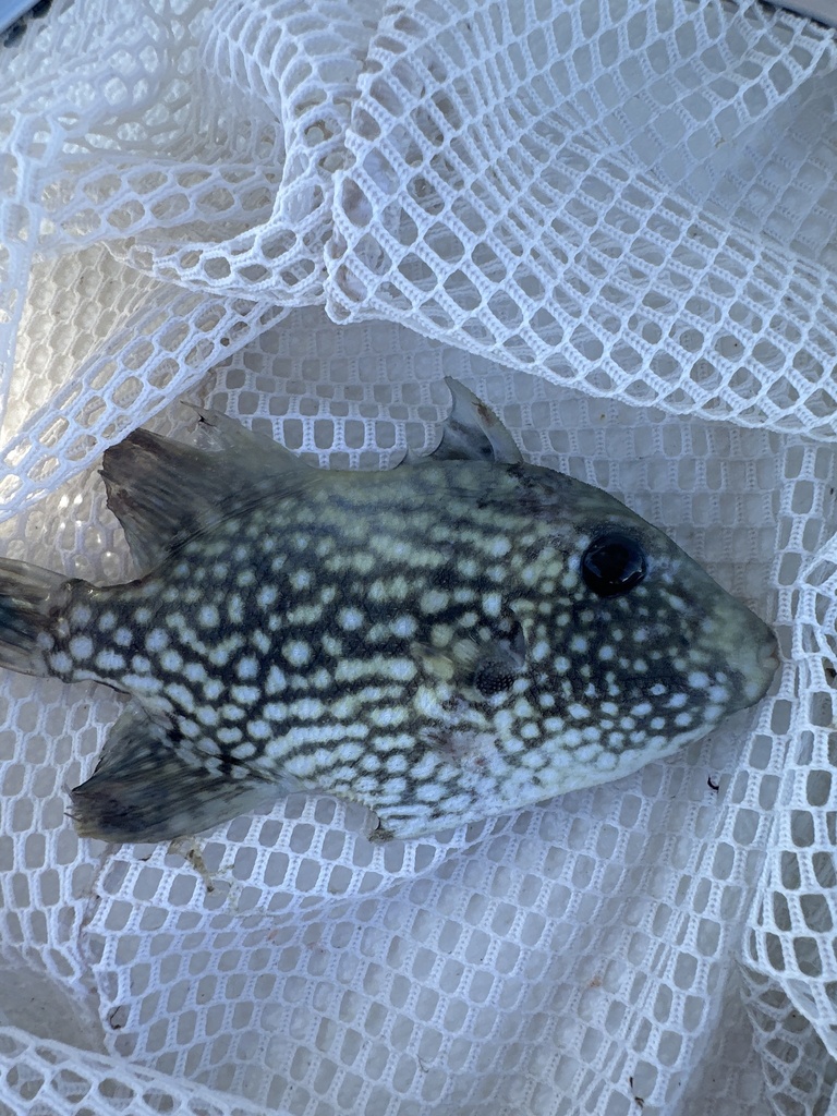 Ocean triggerfish (Canthidermis maculata) — Balistidae