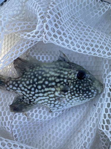 Ocean triggerfish (Canthidermis maculata) — Balistidae