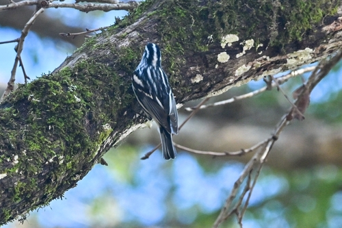 Black-and-white Warbler (Mniotilta varia), photo 1